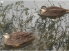 Ducks3.jpg